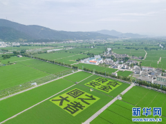 村落复兴外行动丨浙南“粮仓”绘新景 片区组团